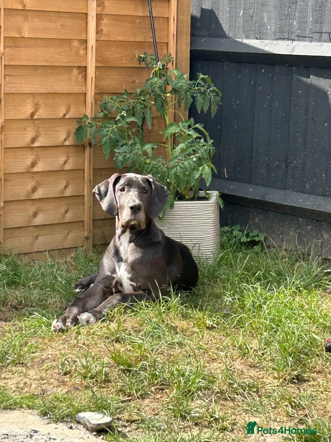 Great Dane dogs for sale: Beautiful Great Dane  - Advert 1
