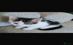 Bengal cats for sale: KITTENS READY TO GO!!!💓🐈🏡 - Image 6