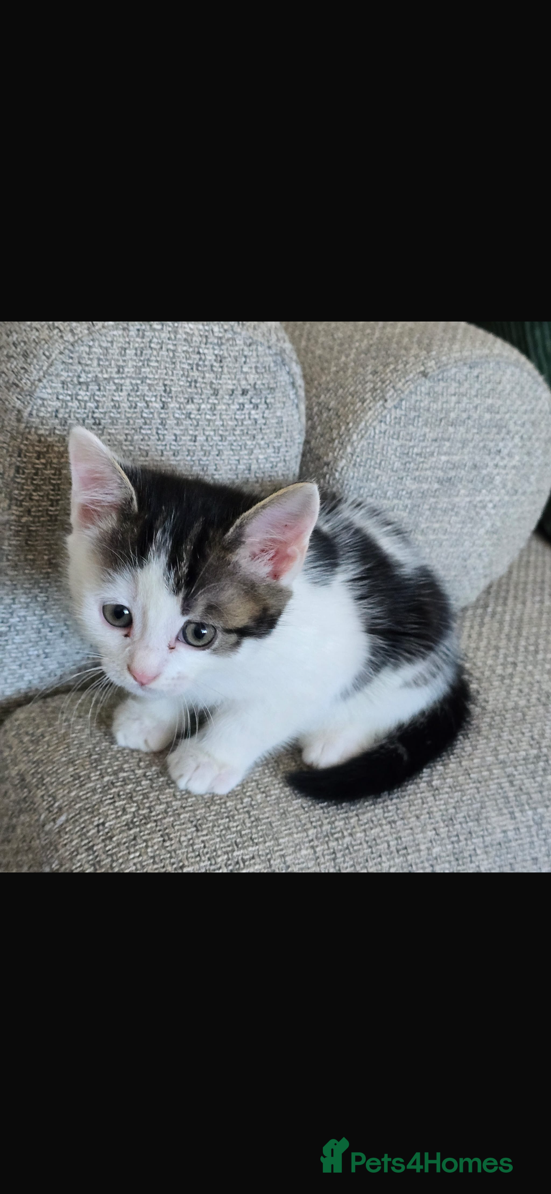 Bengal cats for sale: KITTENS READY TO GO!!!💓🐈🏡 - Image 6