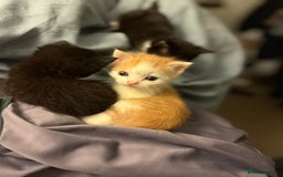 Mixed Breed cats for sale: Adorable kittens looking for their forever home  - Image 4