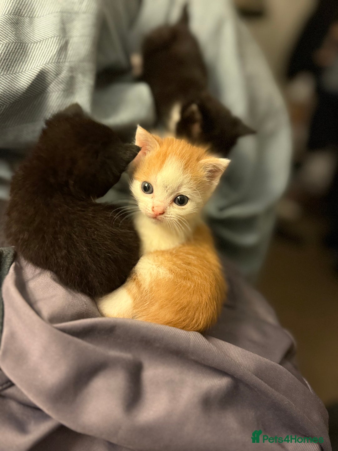 Mixed Breed cats for sale: Adorable kittens looking for their forever home  - Image 4