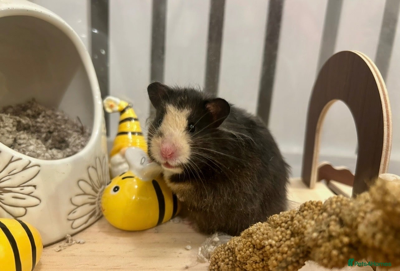 Hamster rodents Waiting list - Syrian hamster babies  - Advert 12