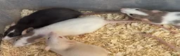 Rat rodents for sale: Young Dumbo Rats For Sale - Advert 7
