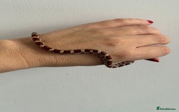 Corn Snake reptiles for sale: Great STARTER SET UP  - Corn Snake & Enclosure - Advert 3