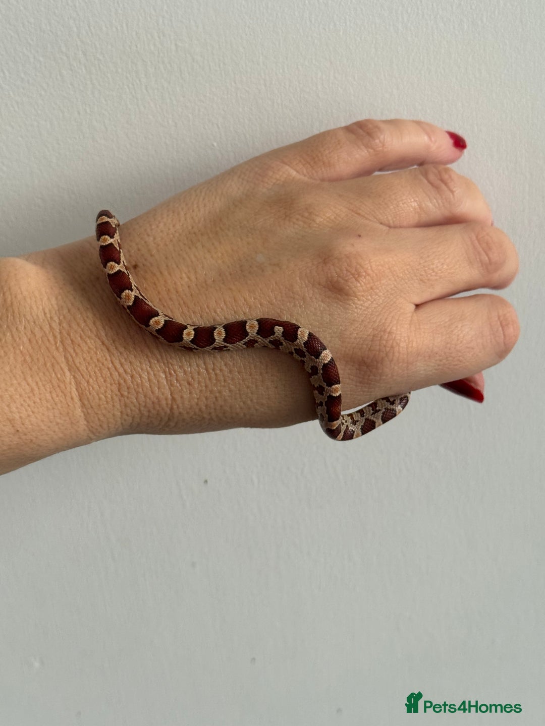 Corn Snake reptiles for sale: Great STARTER SET UP  - Corn Snake & Enclosure - Advert 3