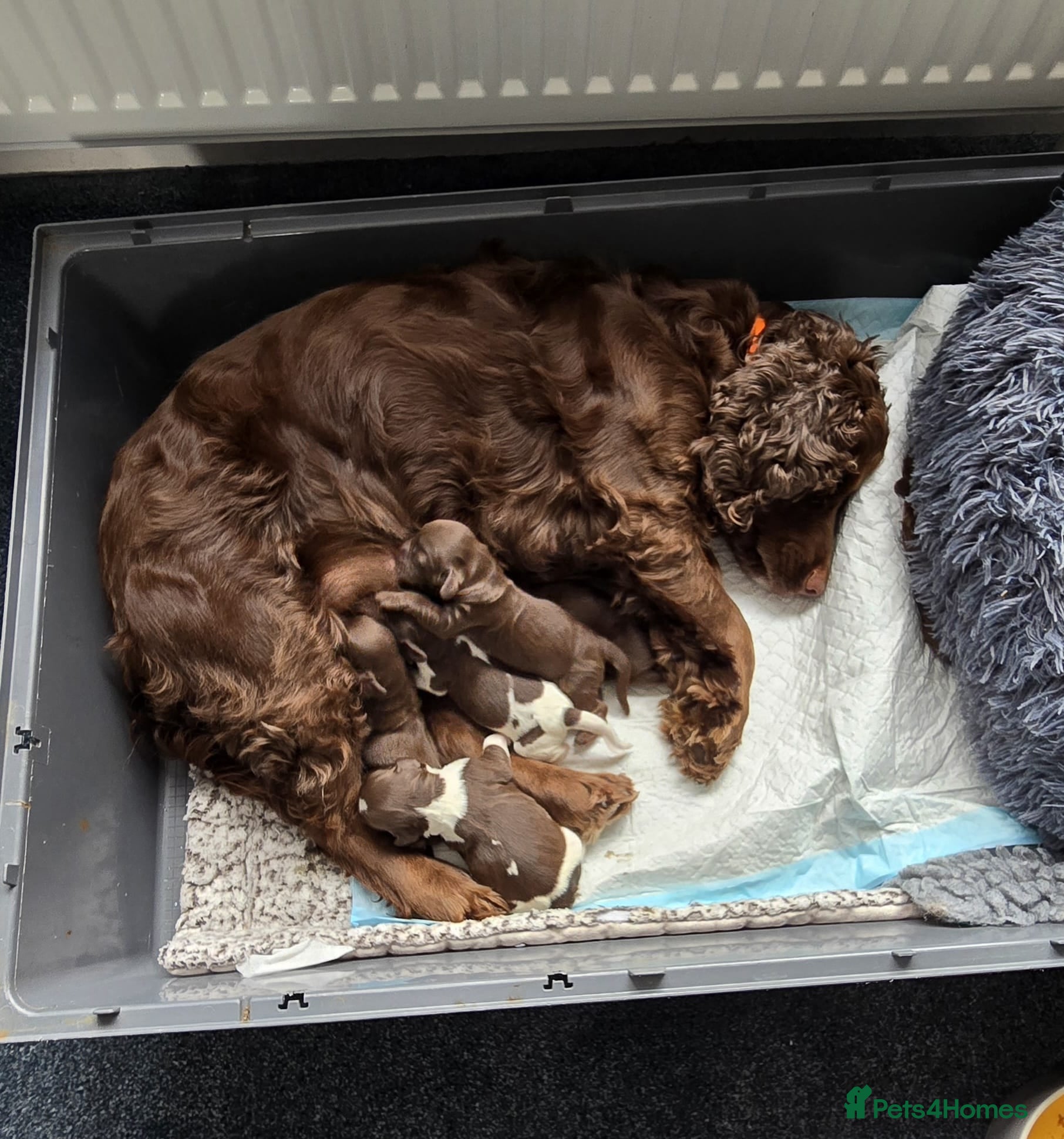 Sprocker dogs Sprocker spaniel puppies!!!  - Advert 3