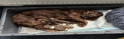 Sprocker dogs for sale: Sprocker spaniel puppies!!!  in Edinburgh - Advert 1
