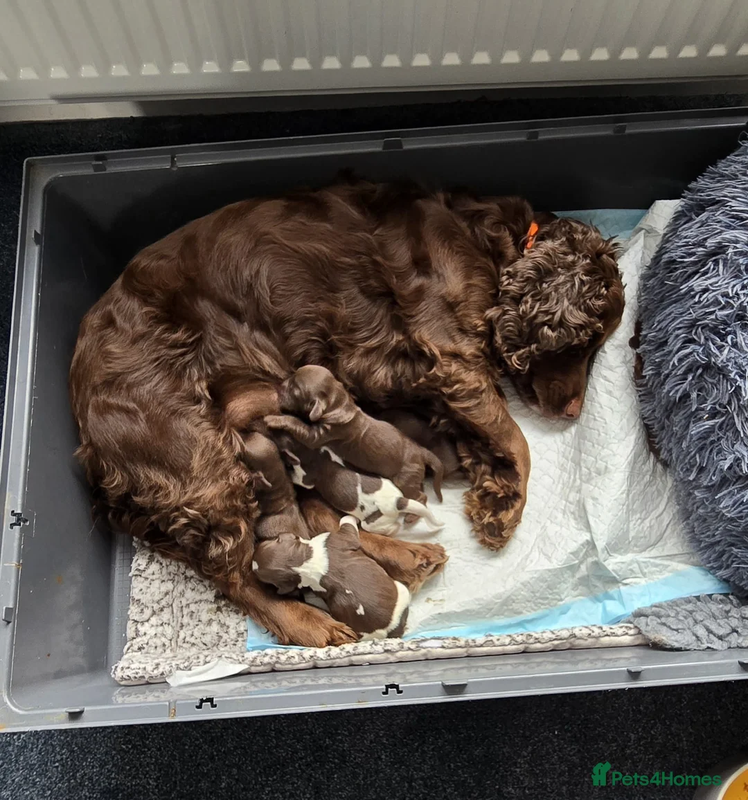 Sprocker dogs for sale: Sprocker spaniel puppies!!!  in Edinburgh - Advert 1