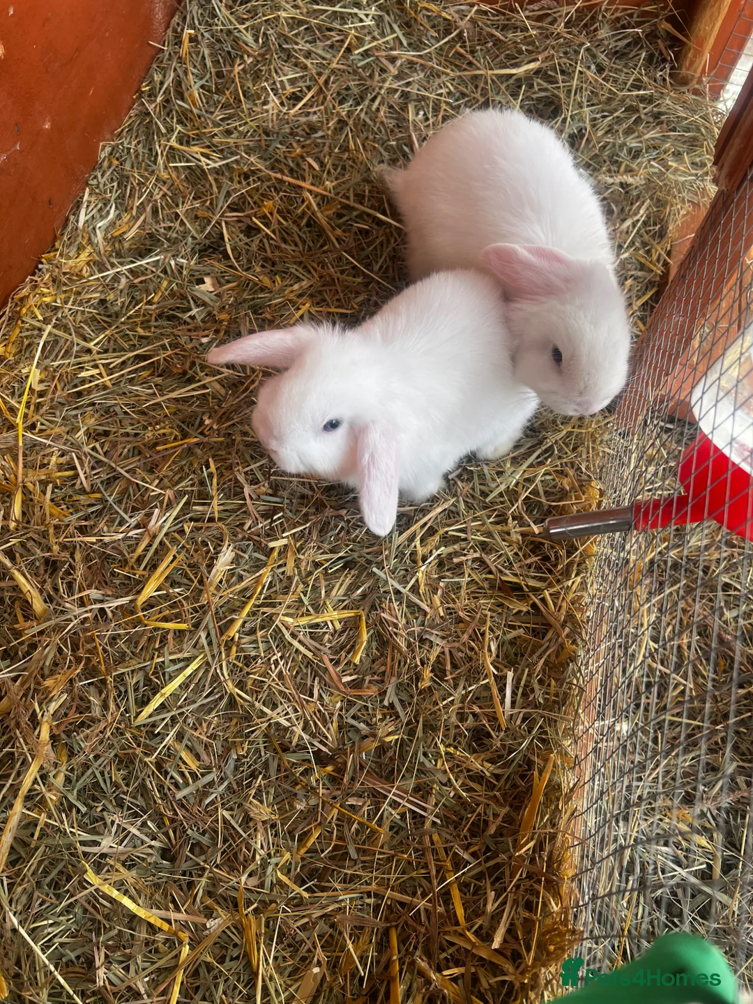 English Lop rabbits for sale: Beautiful black and white bunnies  - Advert 2