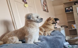 Mixed Breed dogs for sale: Puppie girl - Image 7