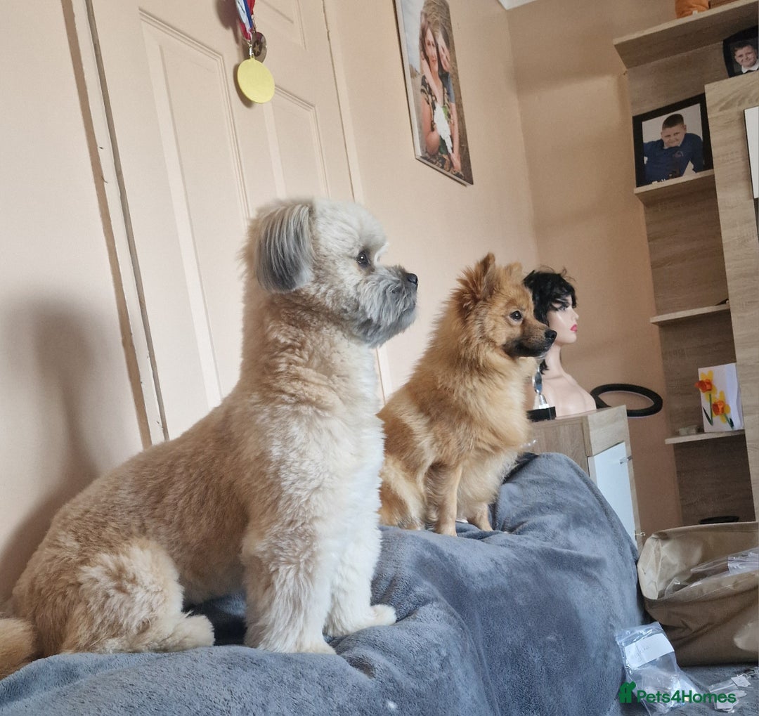 Mixed Breed dogs for sale: Puppie girl - Image 7