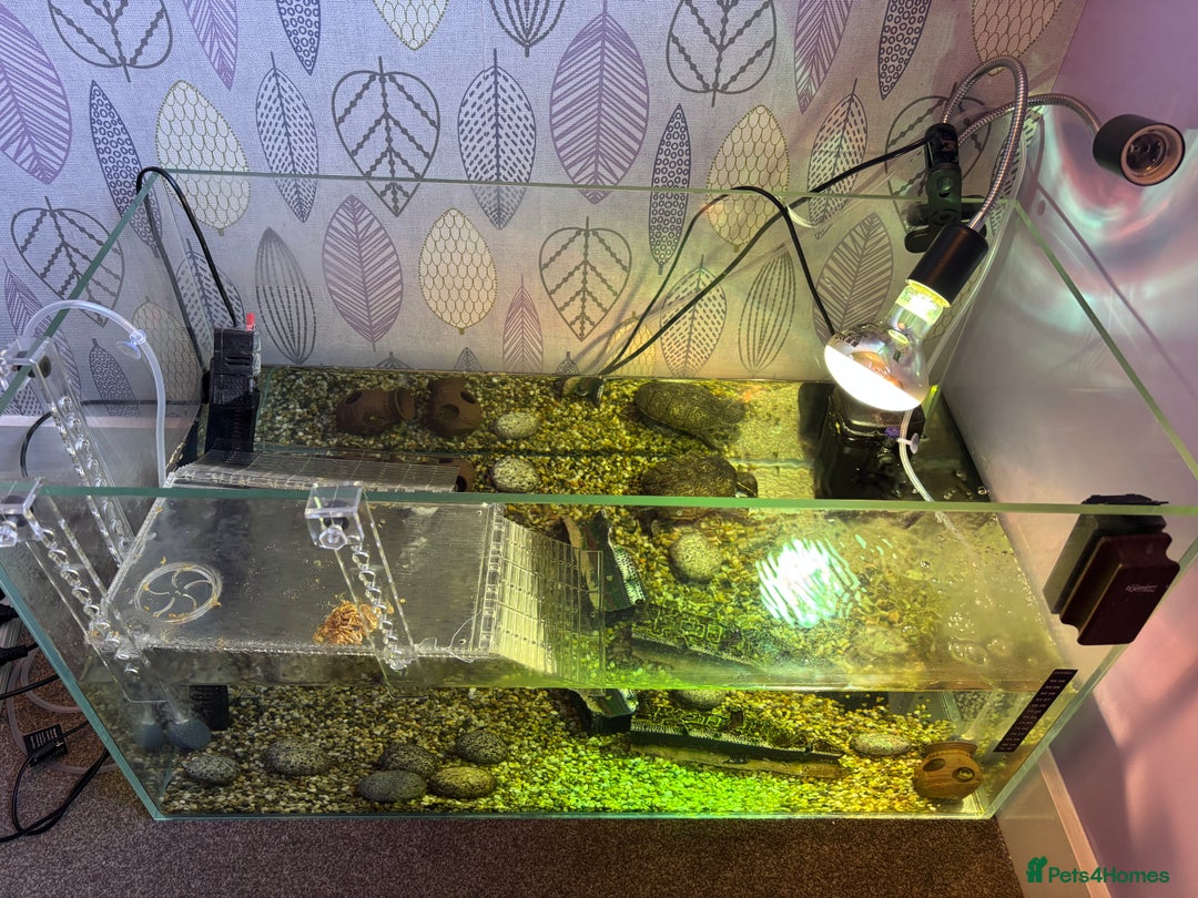 Turtle reptiles for sale: Female Musk Turtle  - Advert 2