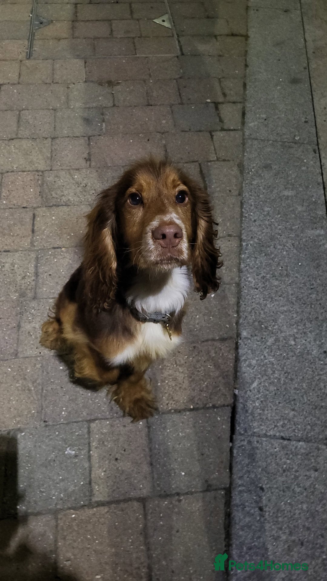 Cocker Spaniel dogs for sale: Buddy the cocker spaniel - Advert 1