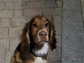 Cocker Spaniel dogs Buddy the cocker spaniel - Advert 1