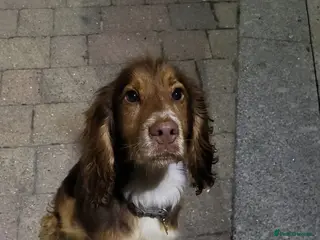 Cocker Spaniel dogs Buddy the cocker spaniel - Advert 8