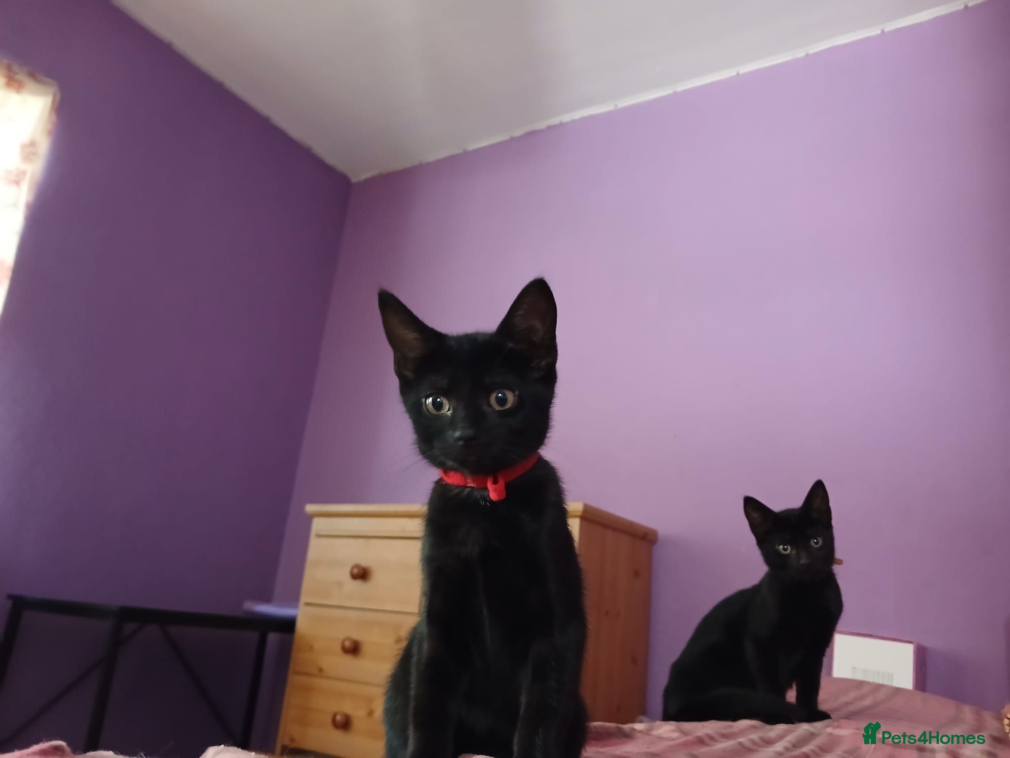 Mixed Breed cats Last Female Kitten Looking for a Loving Home - Advert 1