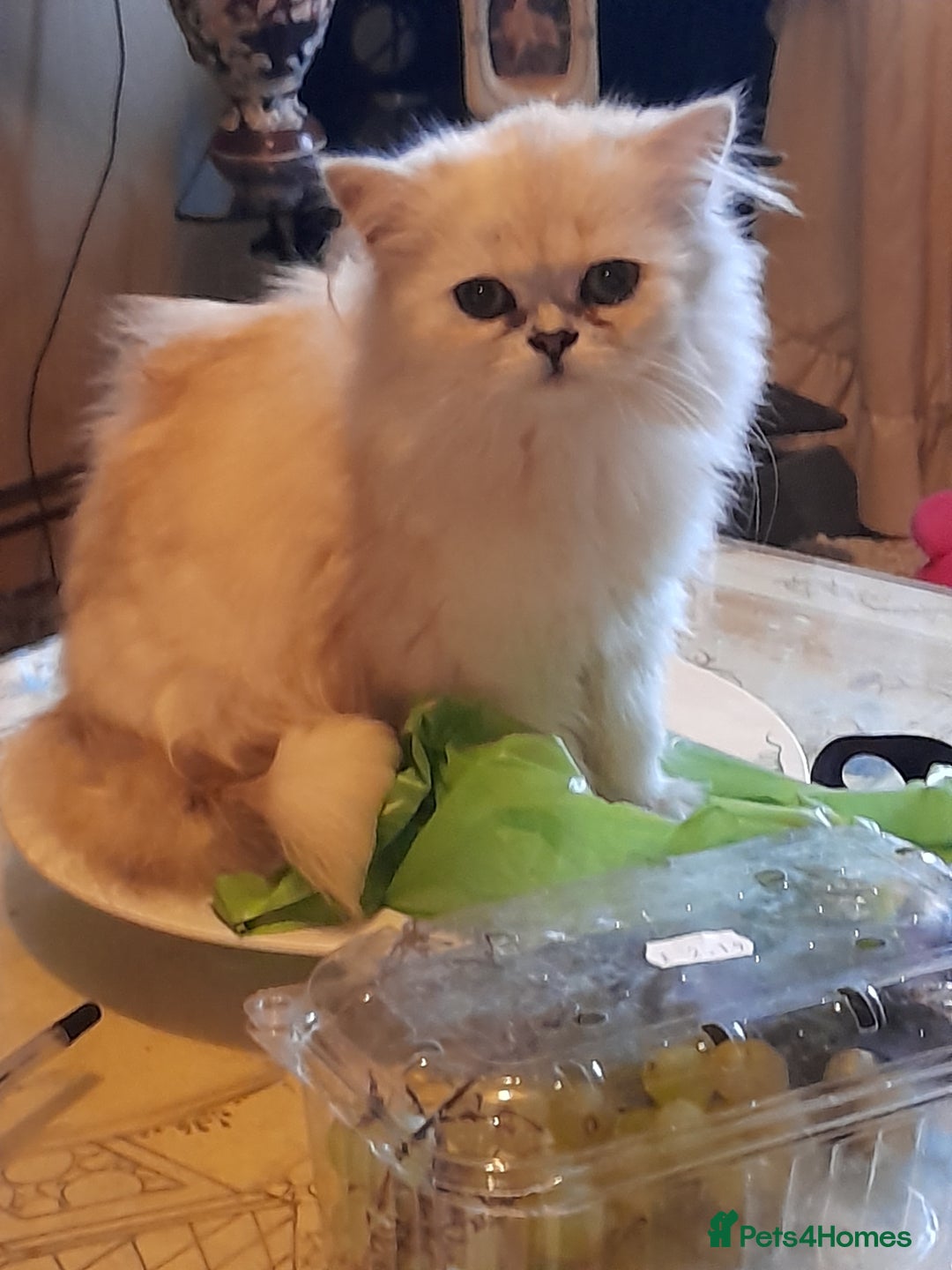 Persian cats for sale: Exceptional quality chinchilla persian kittens  - Advert 9