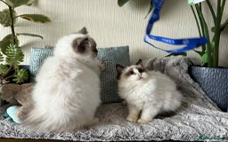 Ragdoll cats for sale: 🐾 adorable ragdoll kittens for sale 🐾  - Image 6