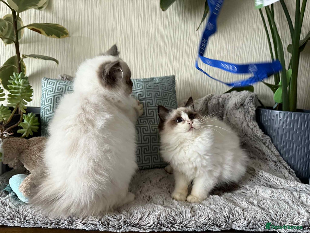 Ragdoll cats for sale: 🐾 adorable ragdoll kittens for sale 🐾  - Image 6