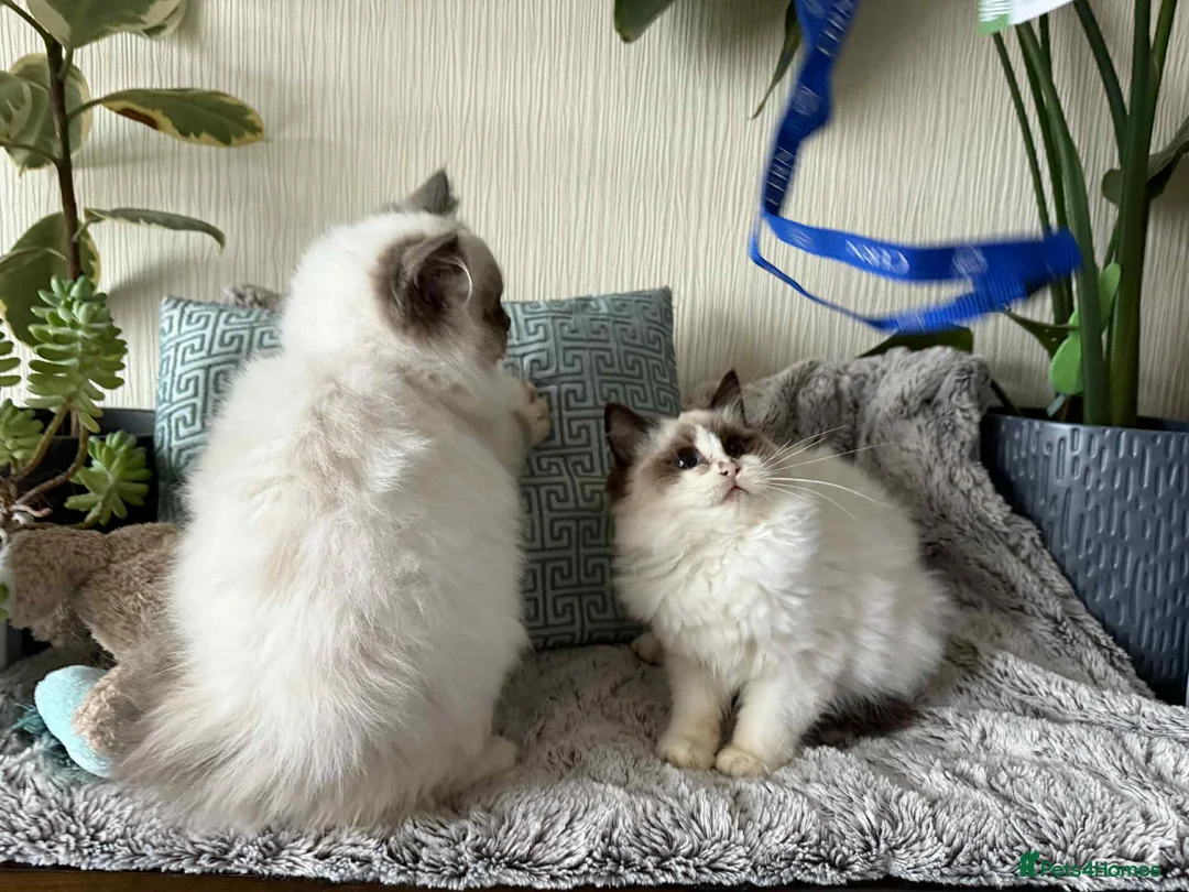 Ragdoll cats for sale: 🐾 adorable ragdoll kittens for sale 🐾  - Advert 6