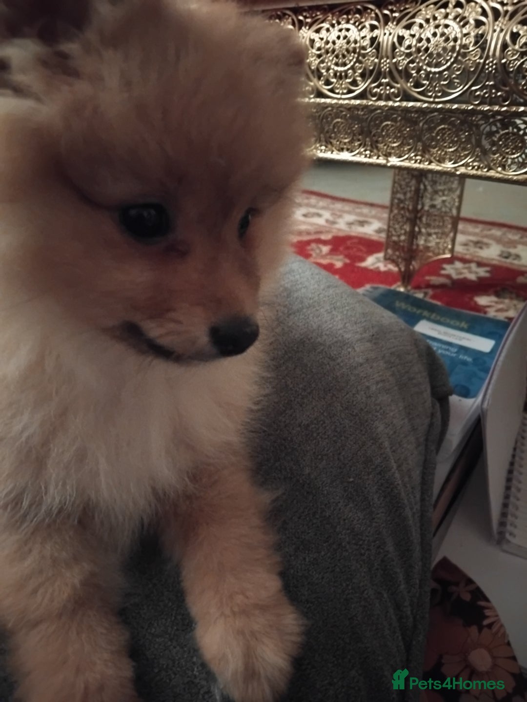 Pomeranian dogs for sale: Pomeranian puppy  - Advert 4