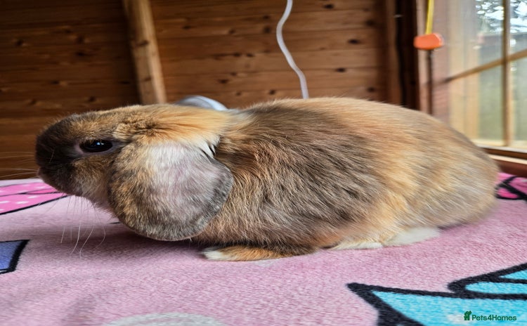 Mini Lop rabbits - Advert 1