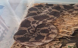 Snake reptiles for sale: Bullsnake for sale - Image 4