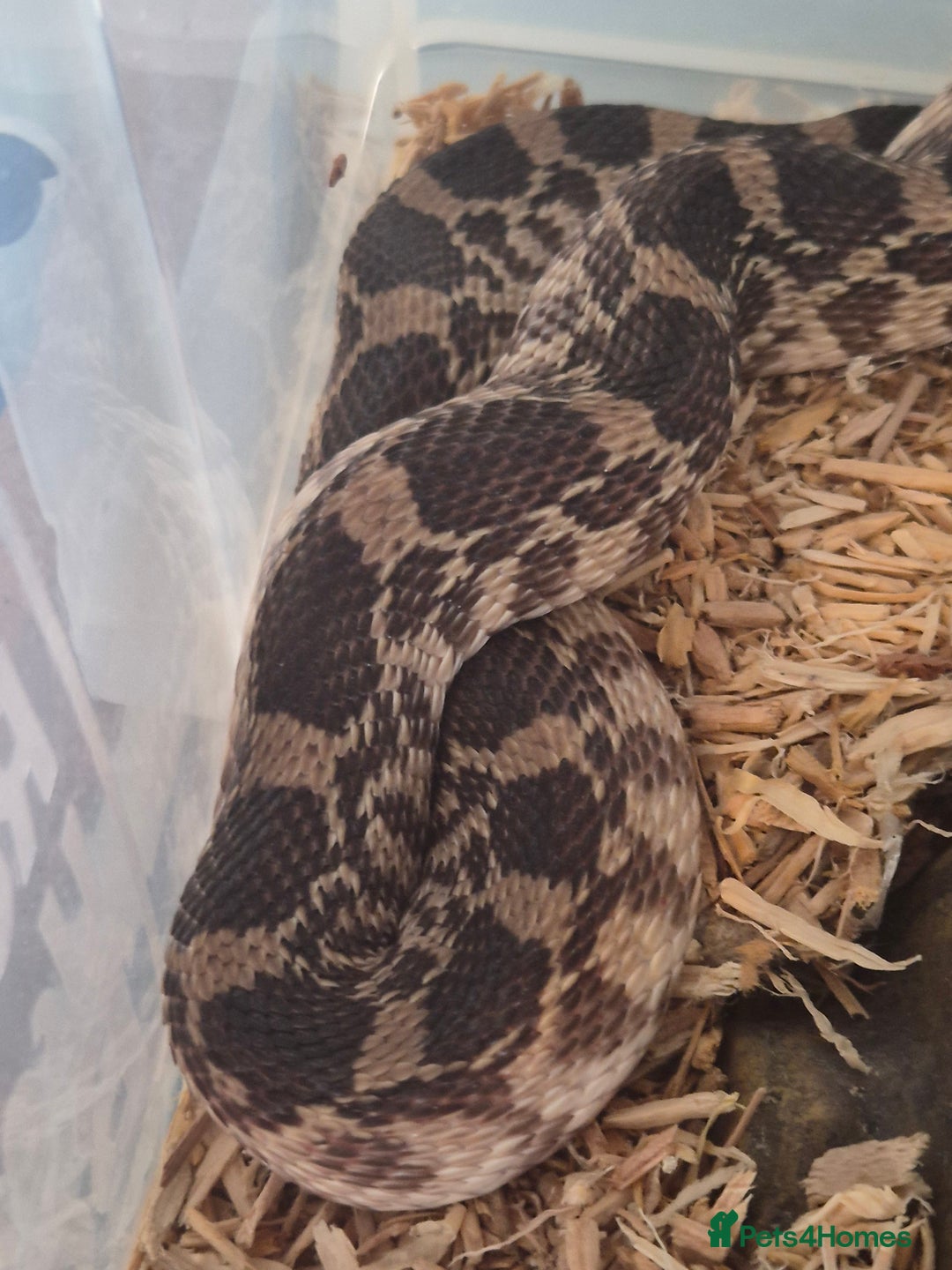Snake reptiles for sale: Bullsnake for sale - Image 4