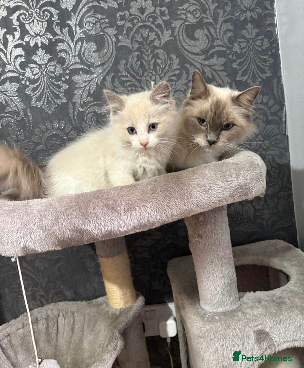 Ragdoll cats Pure Female Ragdoll  - Advert 2