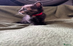 Domestic Shorthair cats for sale: Beautiful kittens available  - Image 5