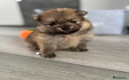Pomeranian dogs for sale: KC registered Pomeranian puppies - Image 1