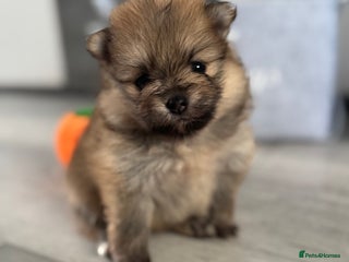 Pomeranian dogs - Advert 5