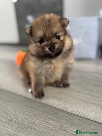 Pomeranian dogs - Advert 3