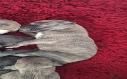 Whippet dogs for sale: 3/4 Whippet 1/4 Italian greyhound  - Image 15
