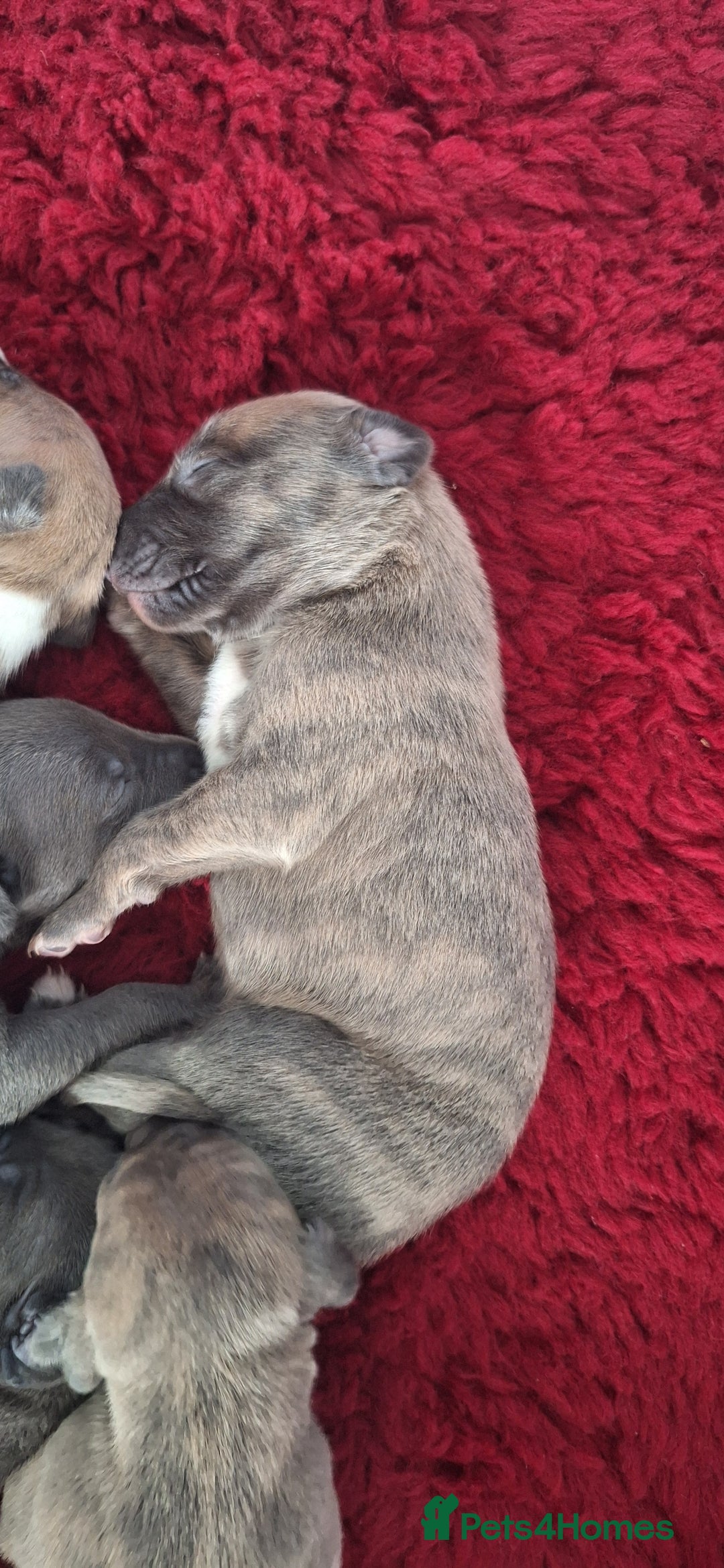 Whippet dogs for sale: 3/4 Whippet 1/4 Italian greyhound  - Image 15