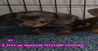 Miniature Dachshund dogs KC, PRA, only = 2 = GIRLS left 😍 - Advert 16