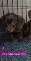 Miniature Dachshund dogs KC, PRA, only = 2 = GIRLS left 😍 - Advert 16