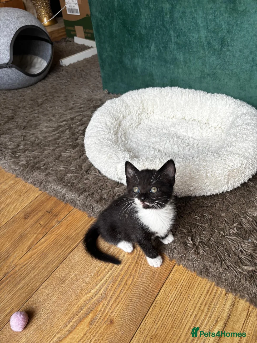 Mixed Breed cats for sale: 1 male kitten - Advert 8