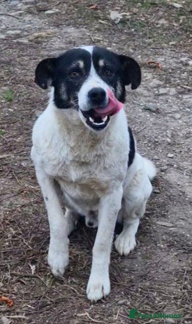 PATROCLE – a Lovely boy for a Loving Home