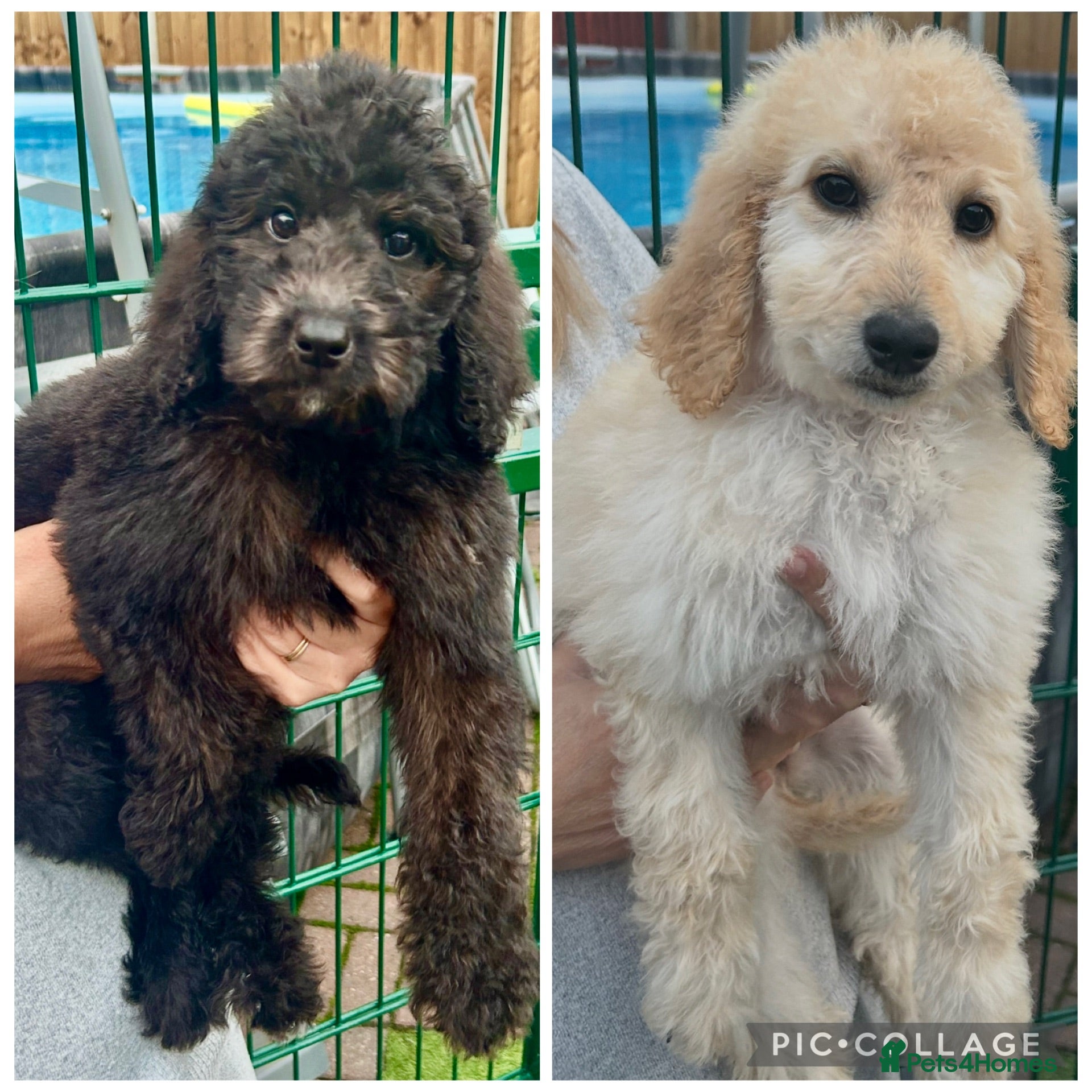 Labradoodle dogs Adorable health tested f1bb standard labradoodles  - Advert 1