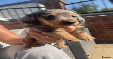 Miniature Dachshund dogs - Advert 13
