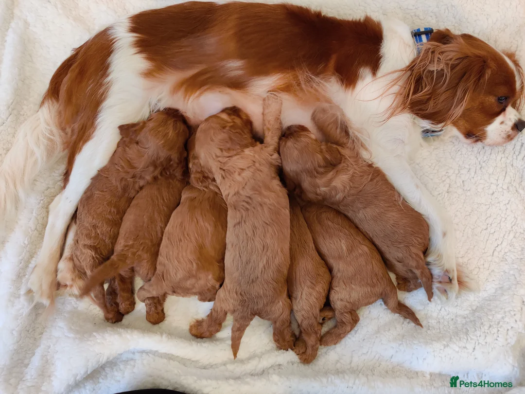 Miniature Poodle dogs for stud: Red Mini Poodle PRA Clear & Other DNA Clear in Mansfield - Advert 8