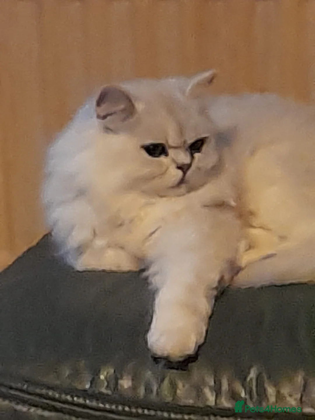 Persian cats for stud: Stunning Persian chinchilla for stud - Advert 3