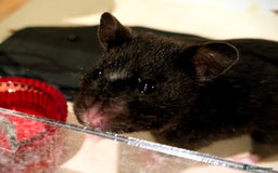 Hamster rodents for sale: Adorable Female Syrian Hamster for Adoption  - Image 3