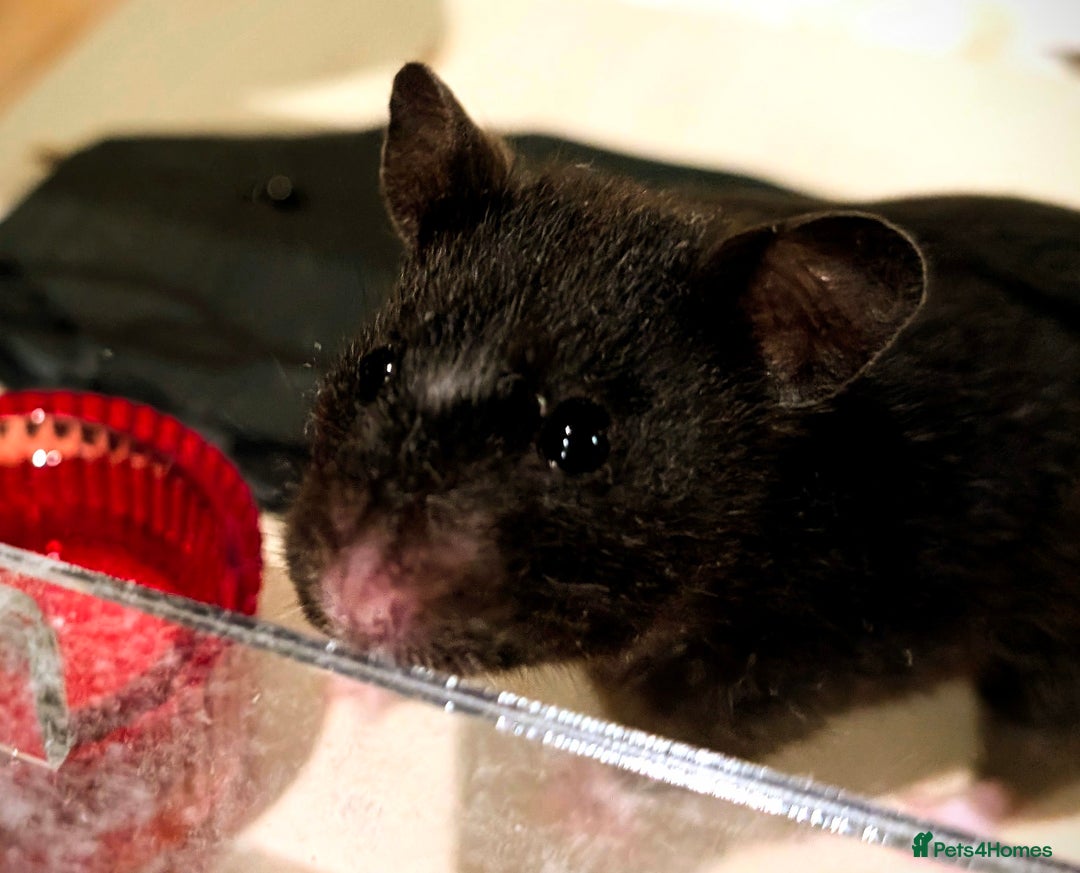Hamster rodents for sale: Adorable Female Syrian Hamster for Adoption  - Image 3