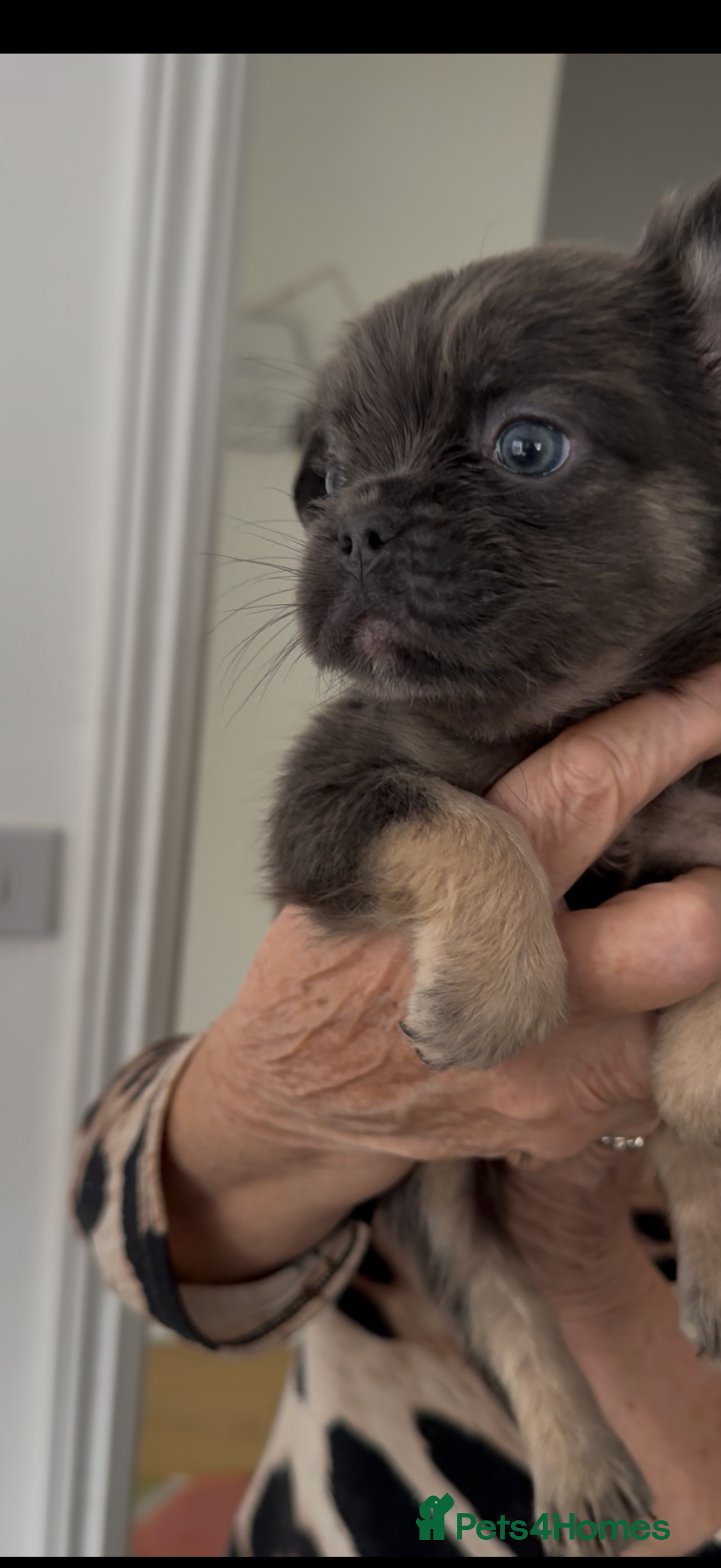 French Bulldog dogs REDUCED full fluffy pink carrying French bulldogs - Advert 6