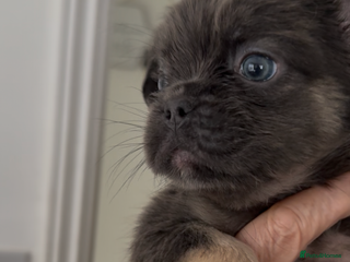 French Bulldog dogs REDUCED full fluffy pink carrying French bulldogs - Advert 15