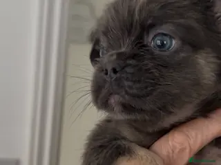 French Bulldog dogs REDUCED full fluffy pink carrying French bulldogs - Advert 22