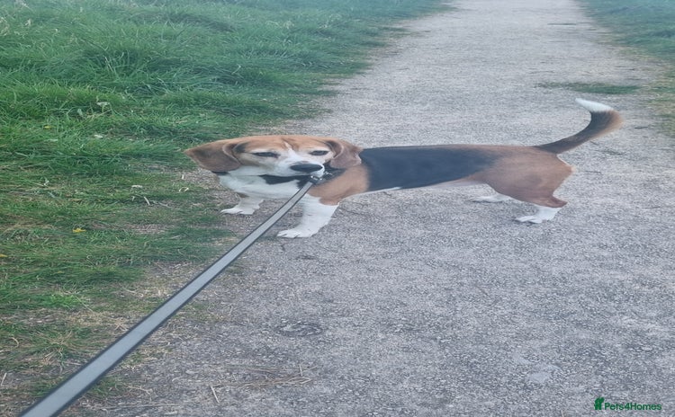 Beagle dogs - Advert 1