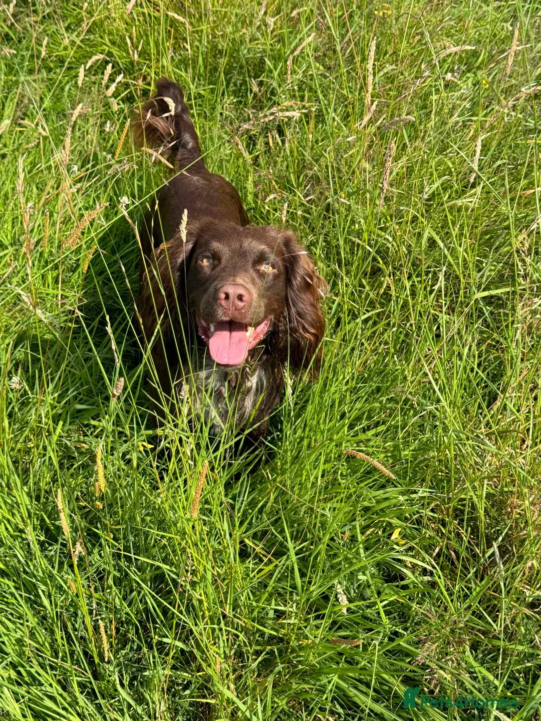 Cocker Spaniel dogs for stud: Working cocker for Stud *proven* in Penicuik - Advert 11